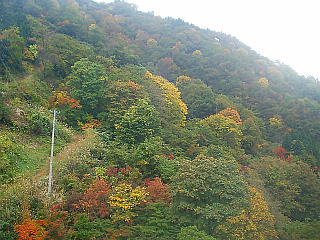 紅葉
