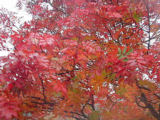 真っ赤な紅葉