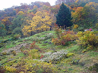 色とりどりの紅葉