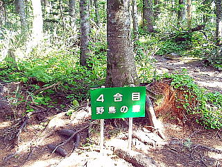 4合目野鳥の森