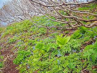 積雪による曲がった枝と高山植物