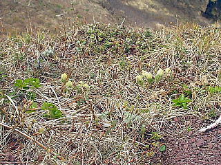 高山植物