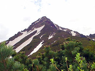 五葉松のハイマツと利尻山