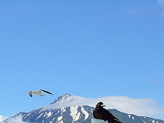 カモメとハシブトカラスと利尻山