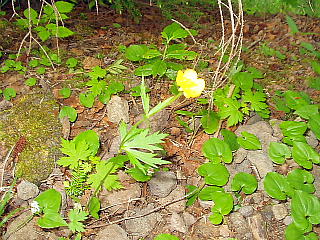 高山植物