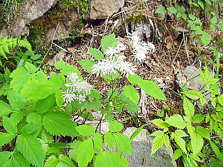 高山植物