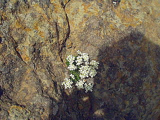 高山植物