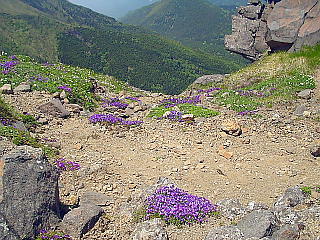高山植物
