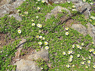 高山植物(チョウノスケソウ群落)