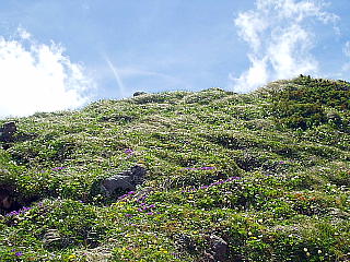 高山植物