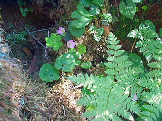 高山植物