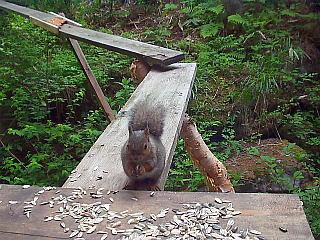 餌を食べに来るリス