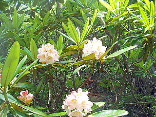 ホンシャクナゲの薄ピンク色の花(季節外れ)