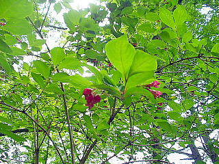 高山植物