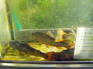 天然イワナを飼っている