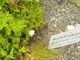 高山植物
