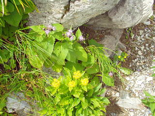 高山植物