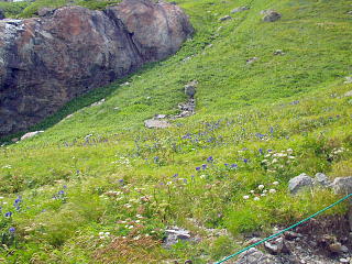 高山植物の群落