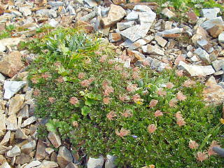 枯れた高山植物