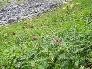 高山植物