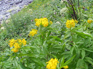 高山植物