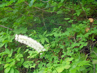 高山植物