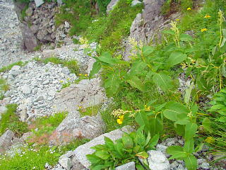 高山植物