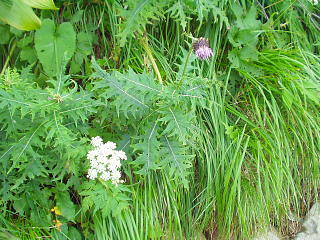 高山植物