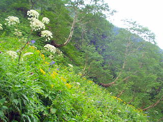 高山植物