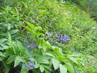 高山植物