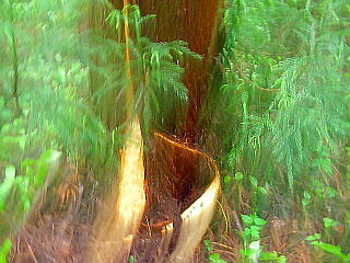ま新しい「クマハギ」(急いで逃げた為3枚ともピンボケ)