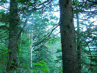 針葉樹林