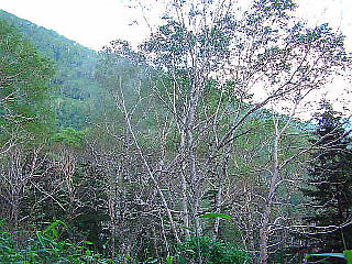 針葉樹林