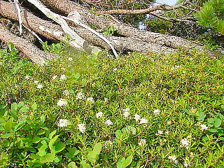 高山植物