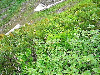 雪渓と高山植物
