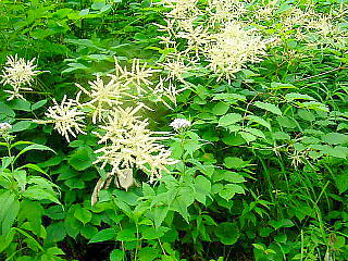 高山植物