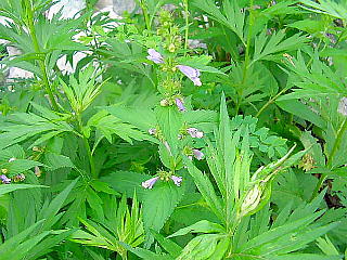 高山植物