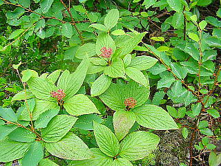 高山植物