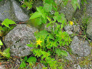 高山植物