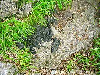 ツキノワグマの糞(新しいもの?)