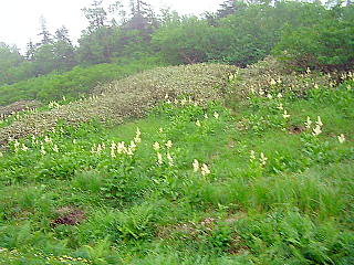 お花畑