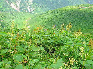 高山植物