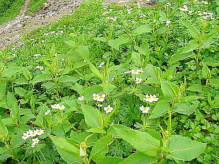 高山植物