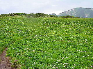 お花畑
