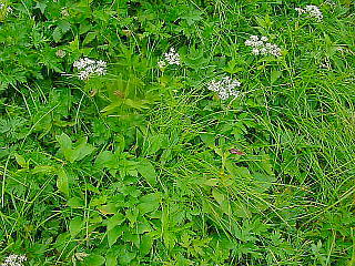 高山植物