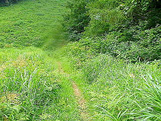 登山道(小泉登山道入り口)