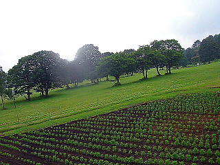 高原