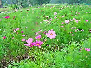 コスモス園