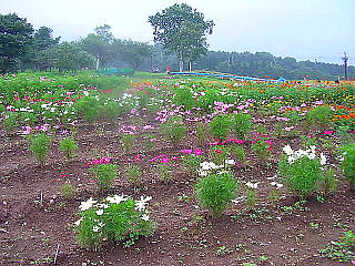 コスモス園