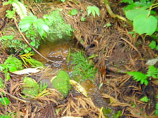 黒姫の森敷地内の泉(美味しい水が湧き出ている)